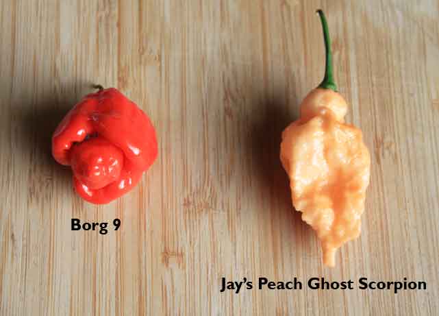 Borg-9-chili---Jay's-Peach-Ghost-Scorpion