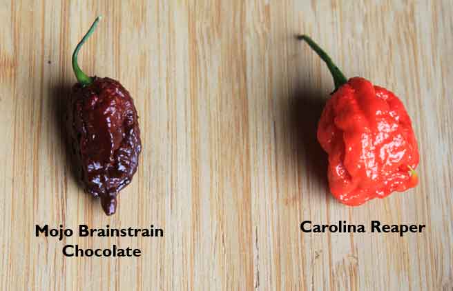Carolina-Reaper---Mojo-Brainstrain-Chocolate